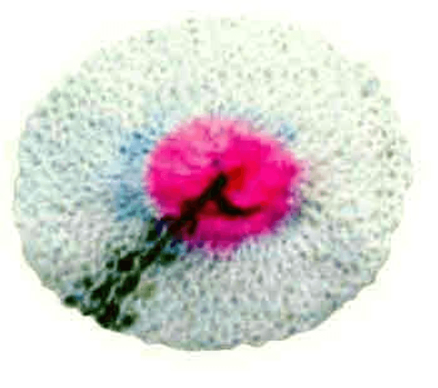 RETINA PER LAMPADE A GAS  PZ3